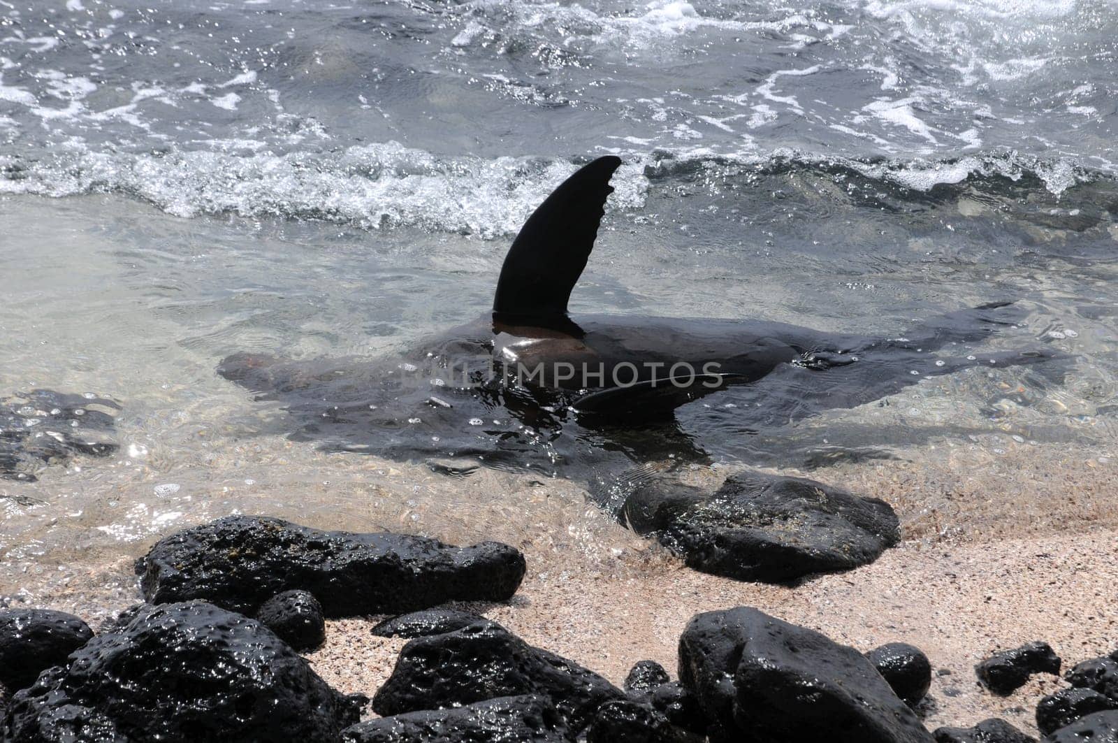 Sea Lion Playing Near Beach Of Inser Santa Fe / Galapagos