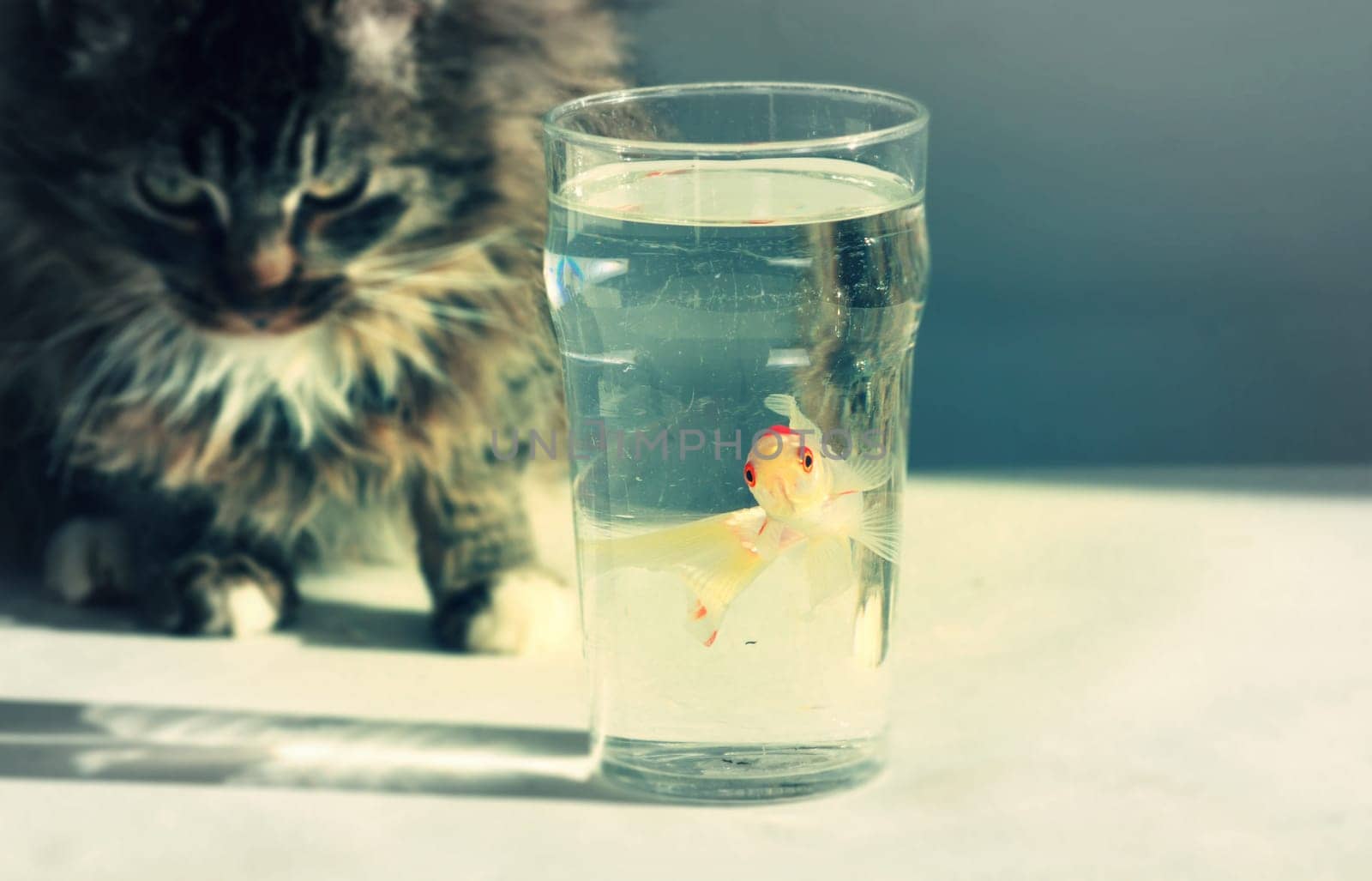 A pint of Fish and a cat