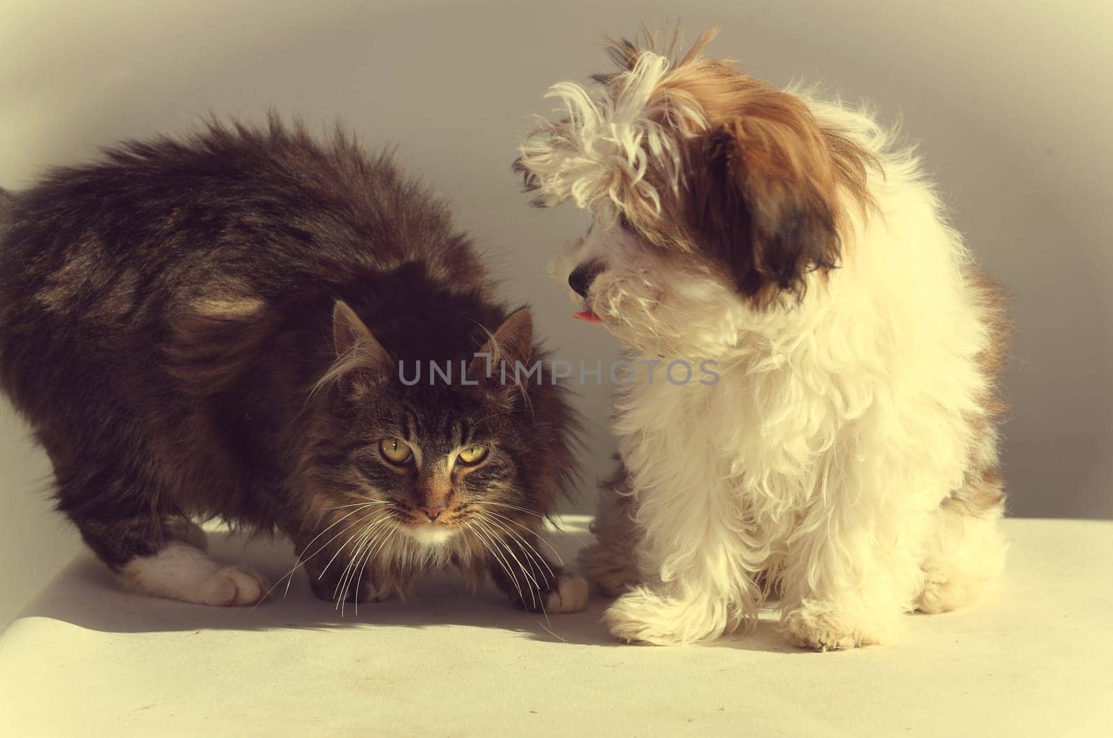 Dog and cat