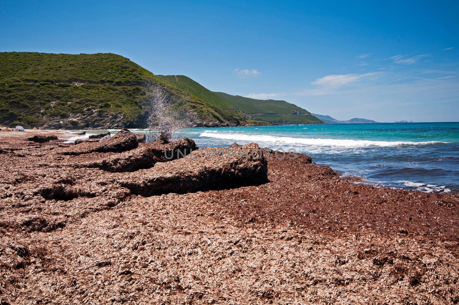 Algae on Ostriconi beach, Corsica - France