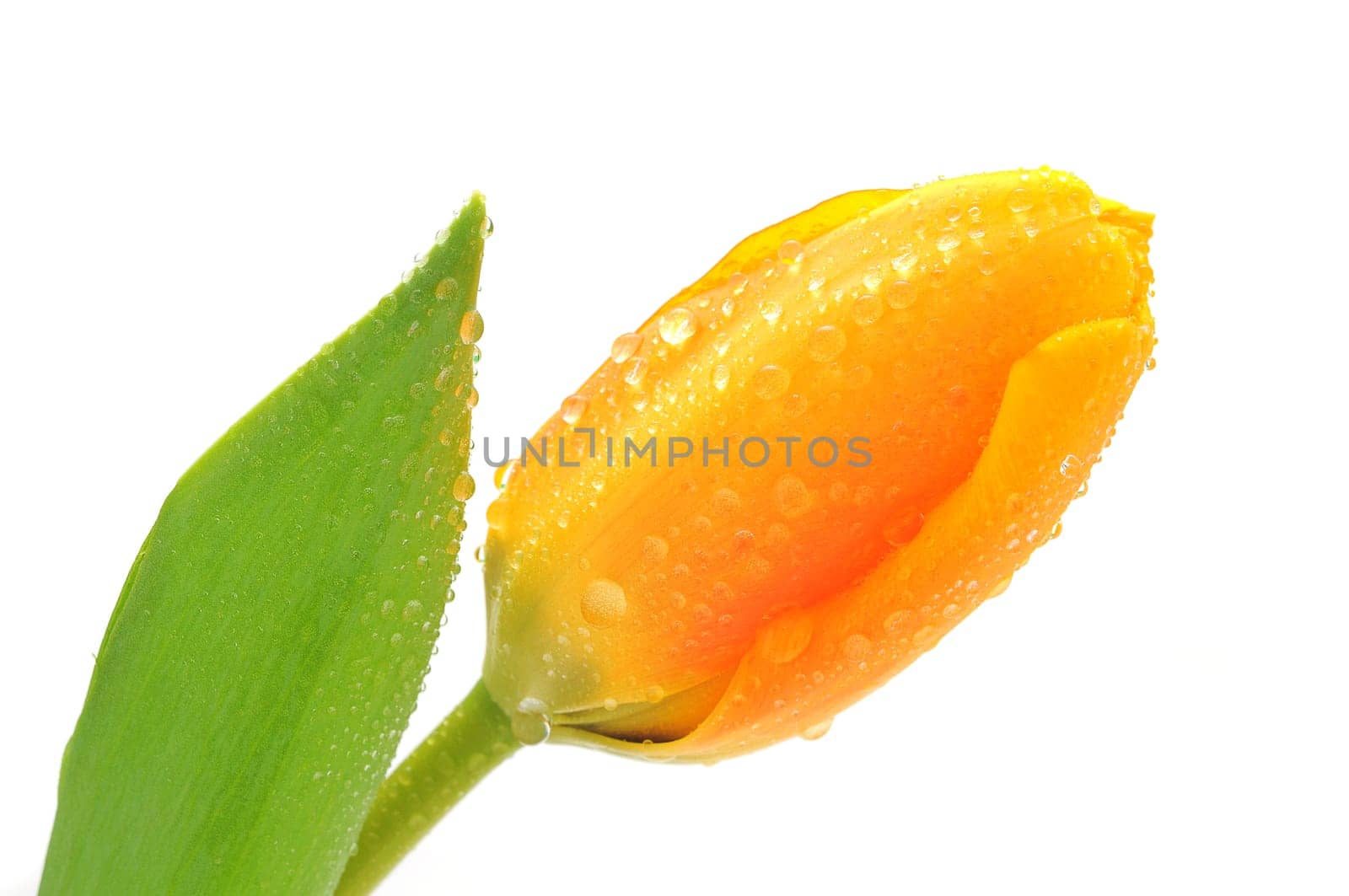 a tulip