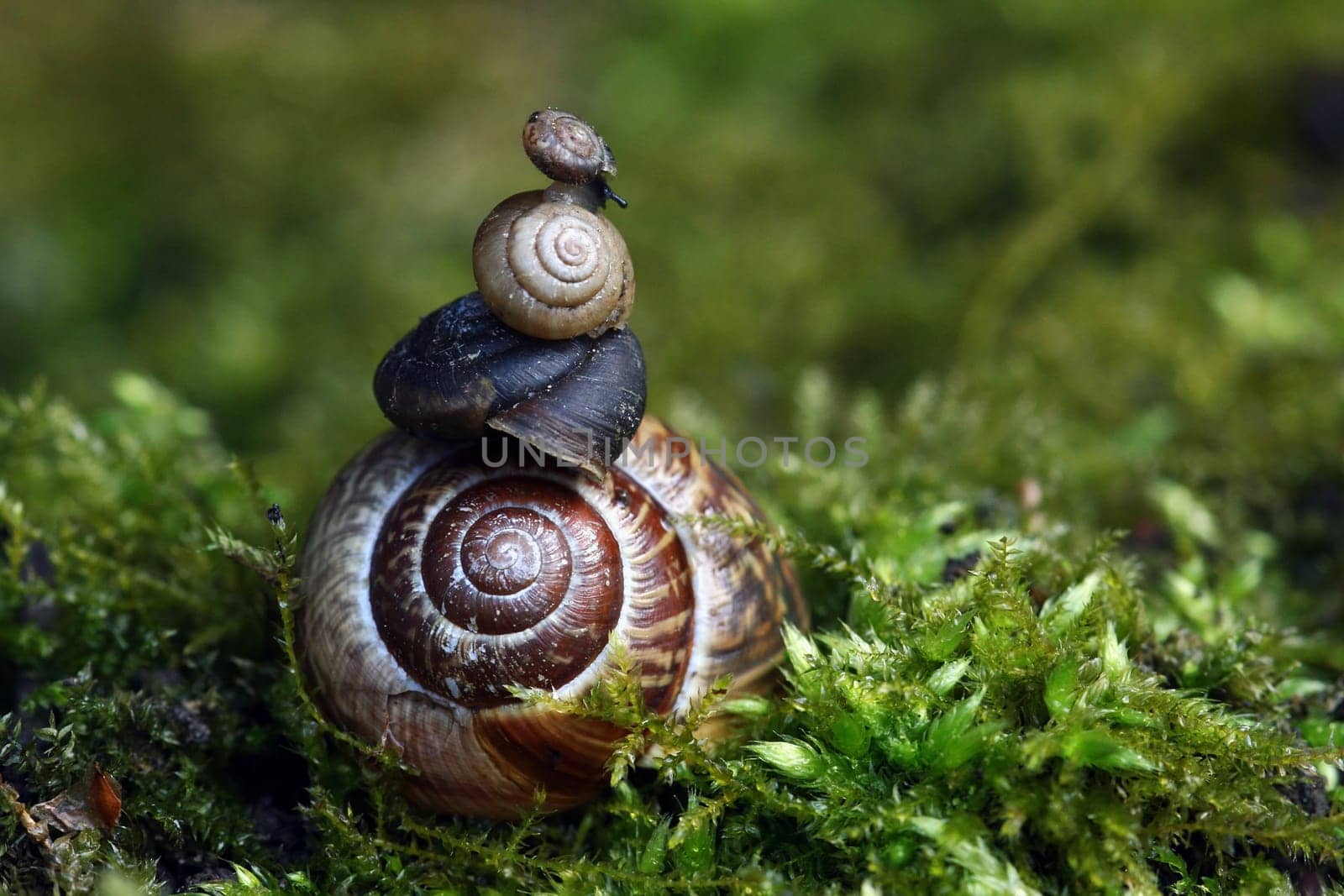 The high-rise building of the snails