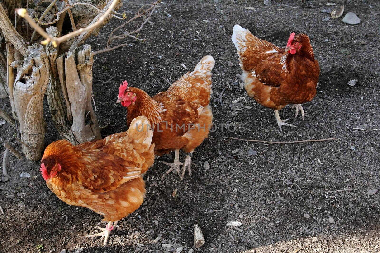 Free-range chickens