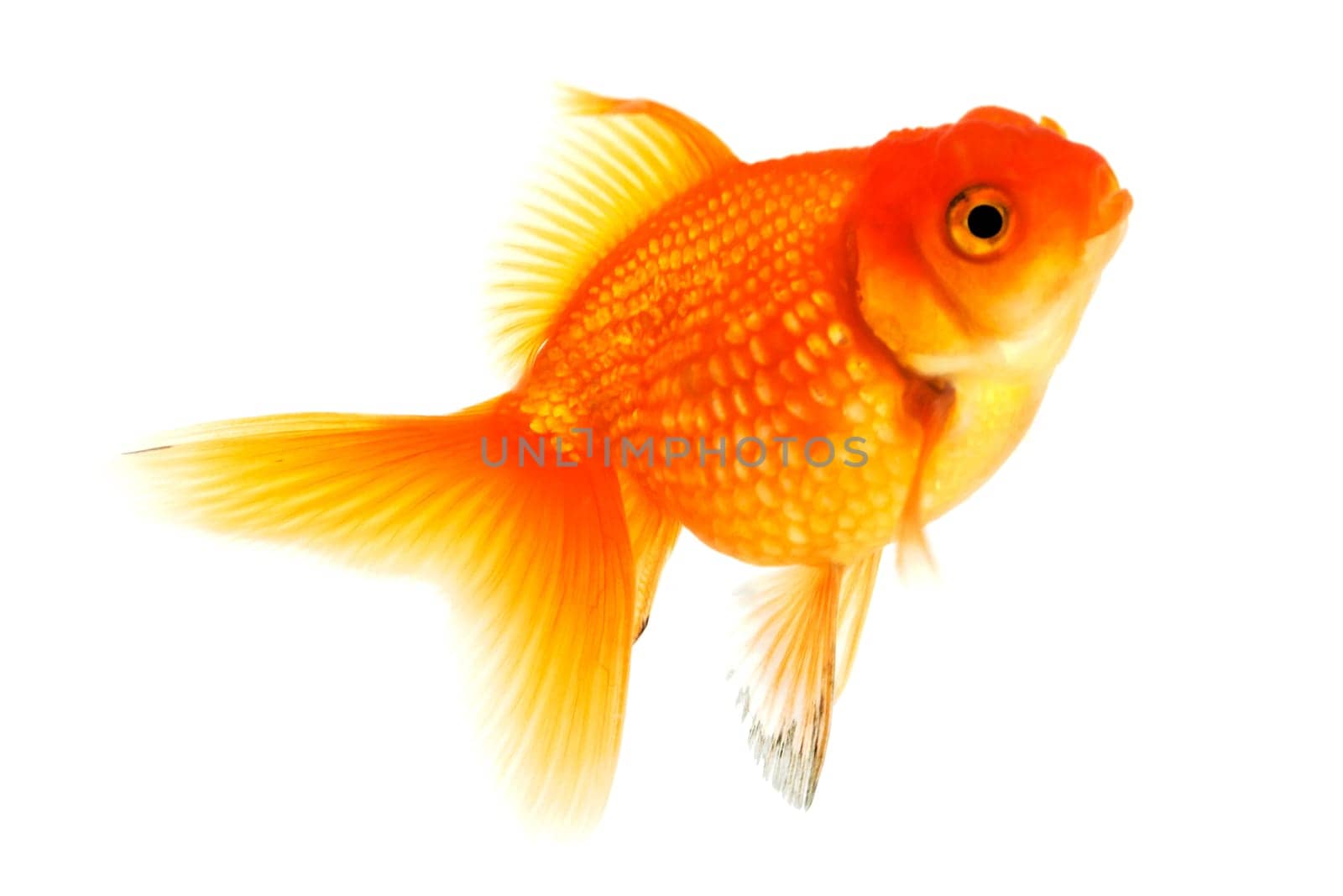 Goldfish,close-up of animal isolated against white background