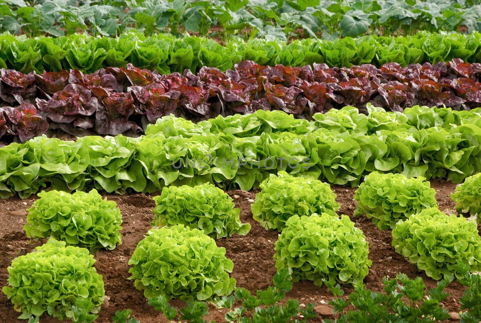 Rows of different types of lettuce in the field shortly before harvest