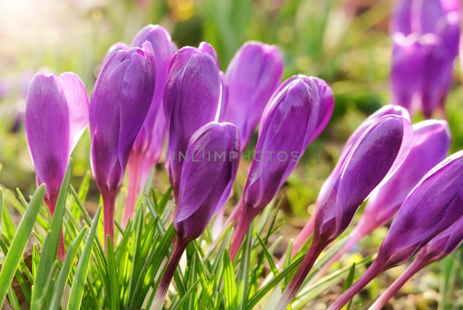 Outdoor shot of purple crocuses in pleasantly warm sunlight