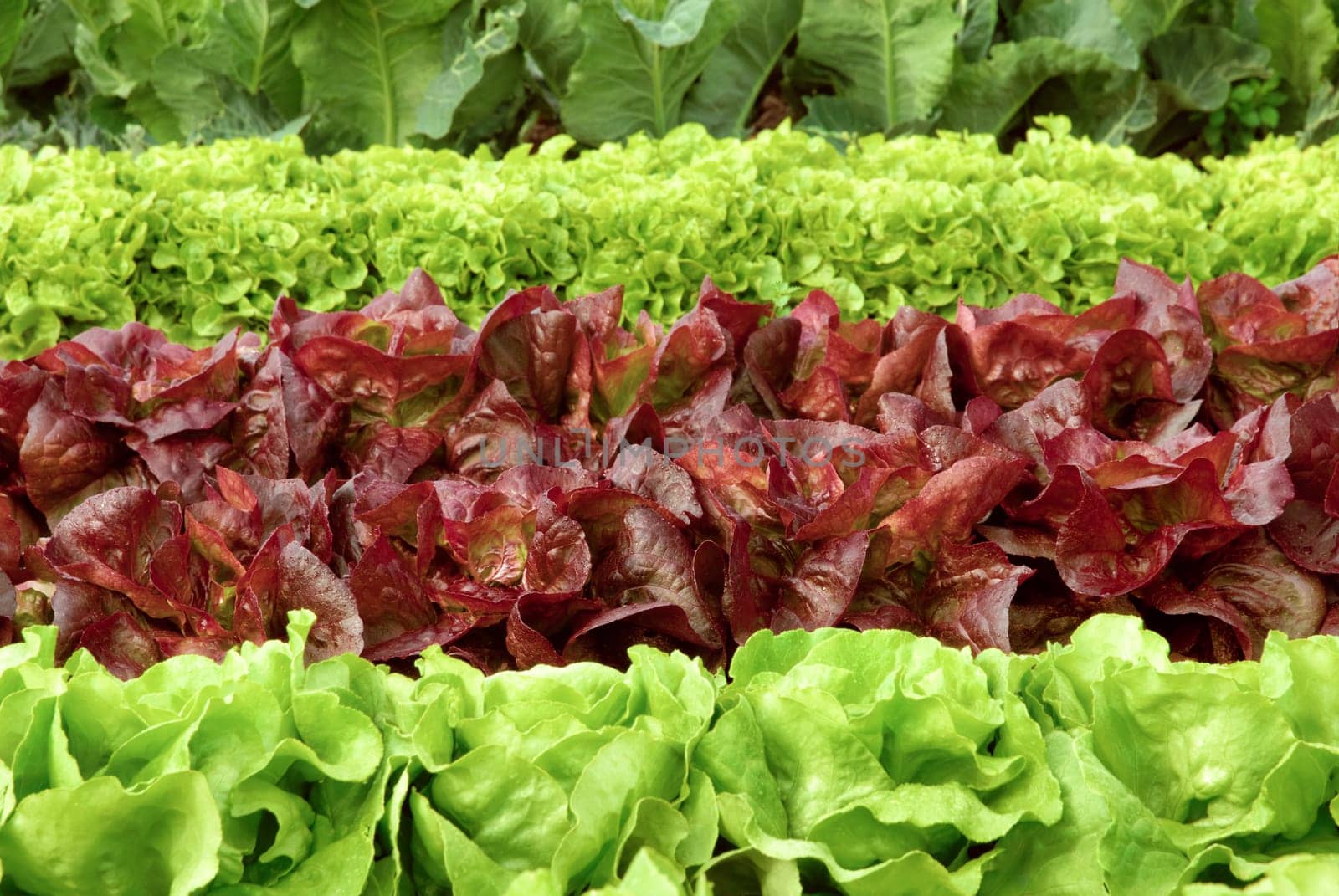 Rows of different types of lettuce in the field shortly before harvest