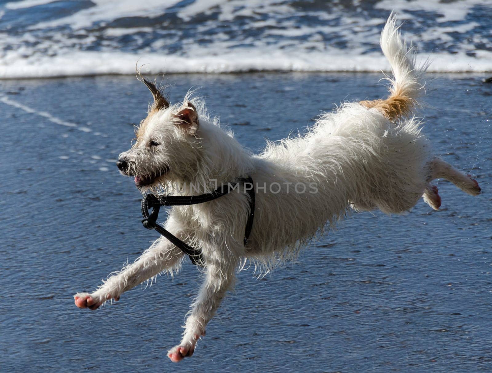 dog as he runs and jump in the waves of the sea