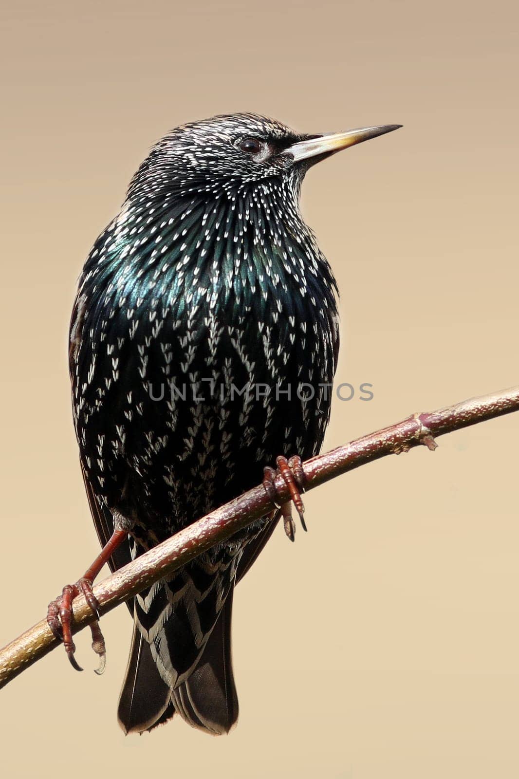 Sturnus Vulgaris - The Star
