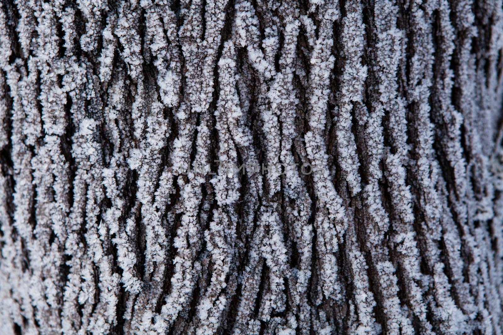 Closeup of snow covered tree trunk on winter day