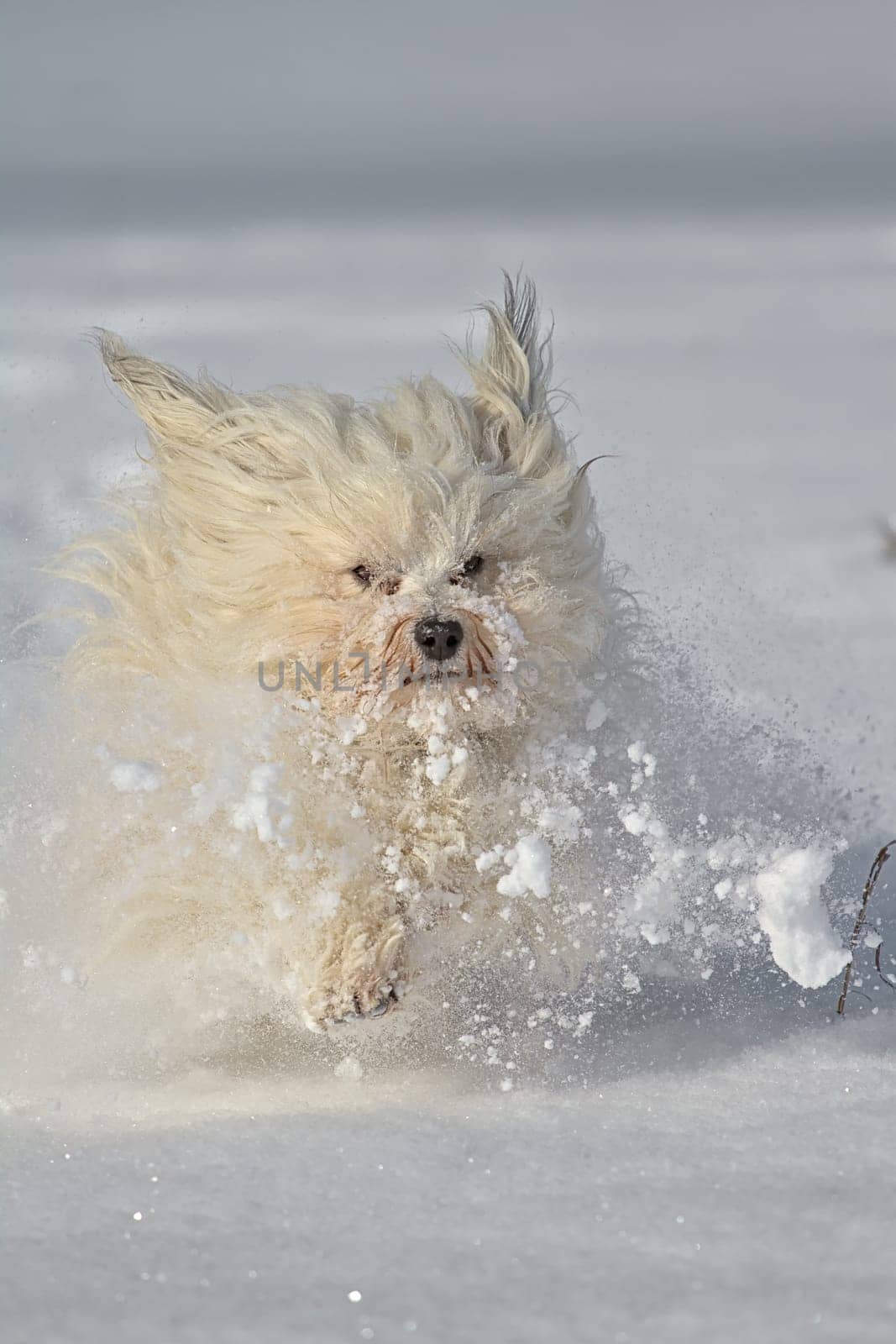 Dog (Havanese) runs through the snow directly towards the camera. The snow is whirled up as a result.