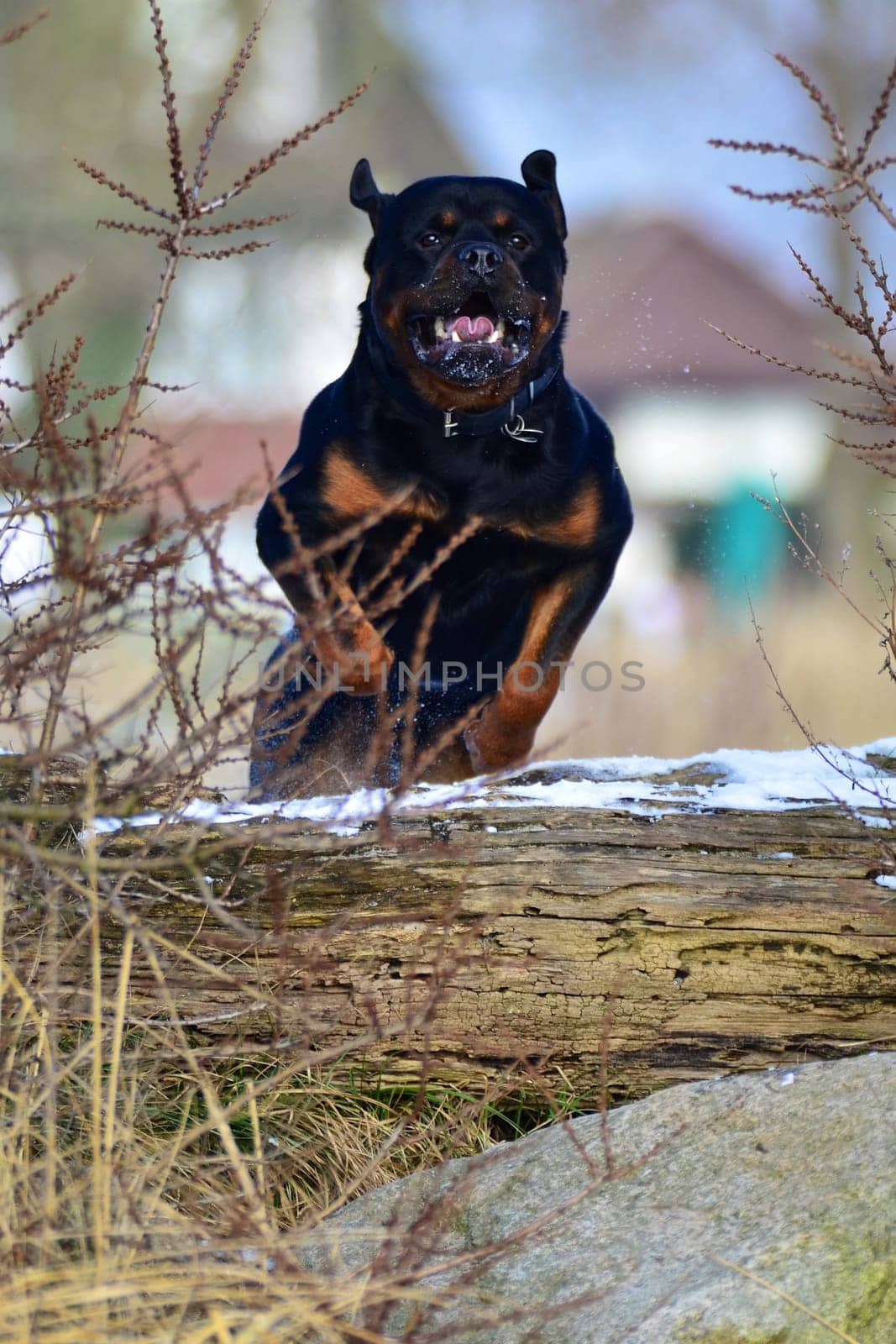 Adult Rottweiler dog midair jumping a log displaying agility while enjoying outdoor exercise