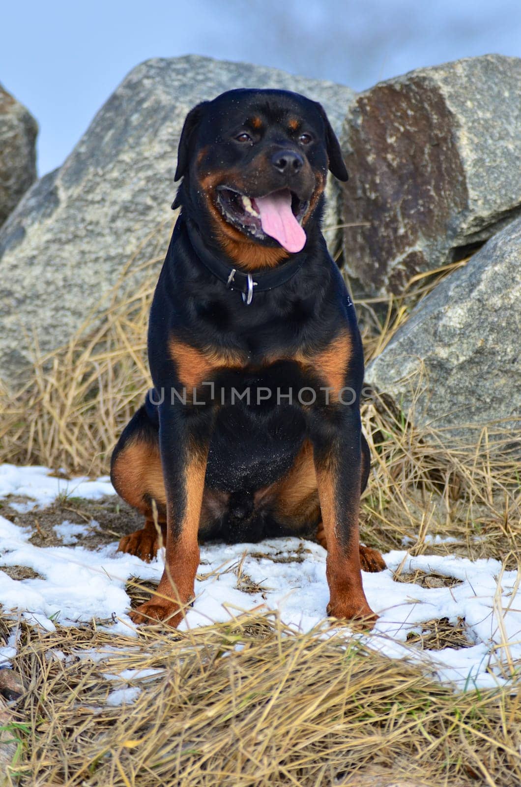Happy Rottweiler dog sitting facing the camera in a small patch of snow in front of rocks panting in winter sunshine