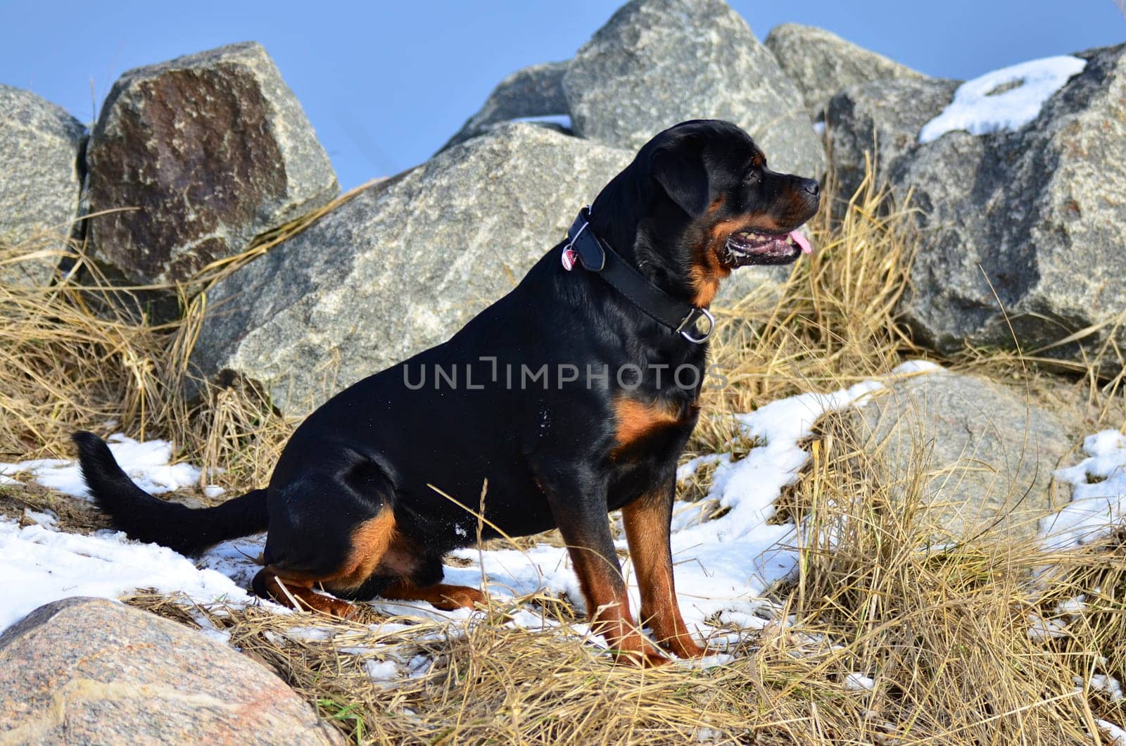 Profile portrait of a an adult Rottweiler sitting in snow in front of rocks under a blue sky in winter sunshine