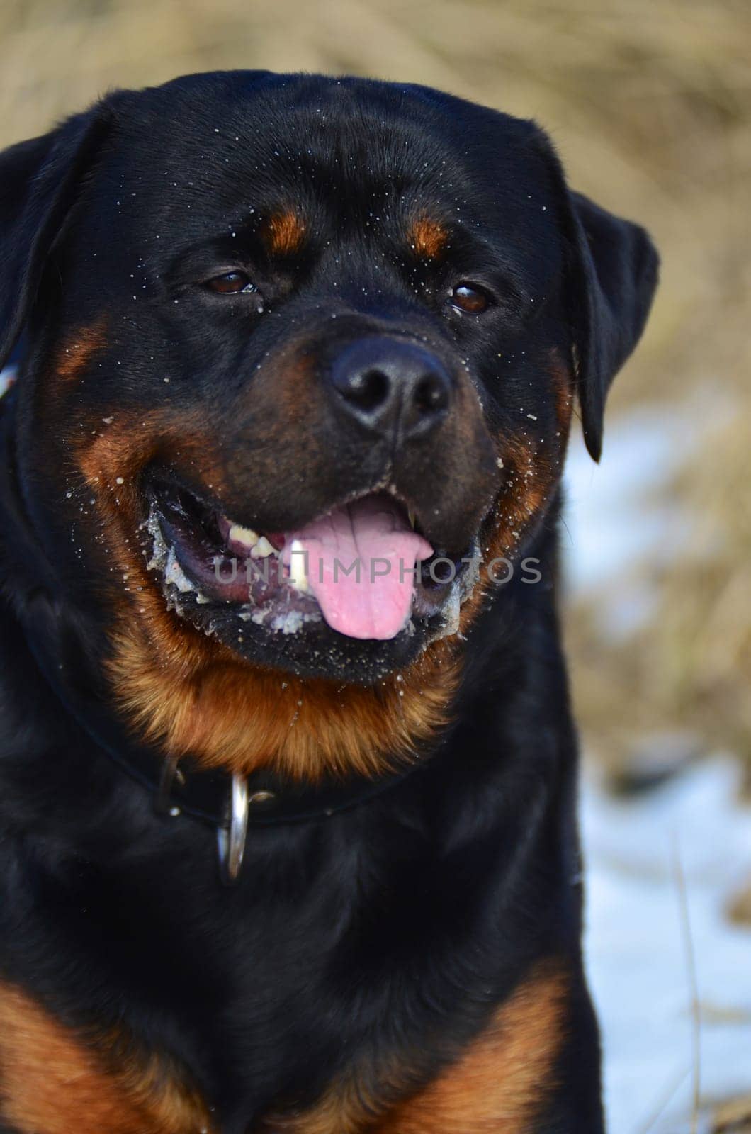 Happy panting Rottweiler head portrait with its tongue out and slobber on its jowls after enjoying outdoor exercise and freedom