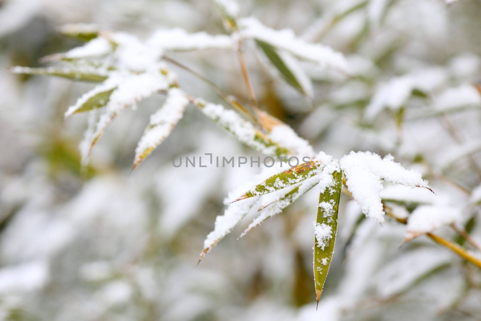 Details of bamboo leaves in winter with snow
