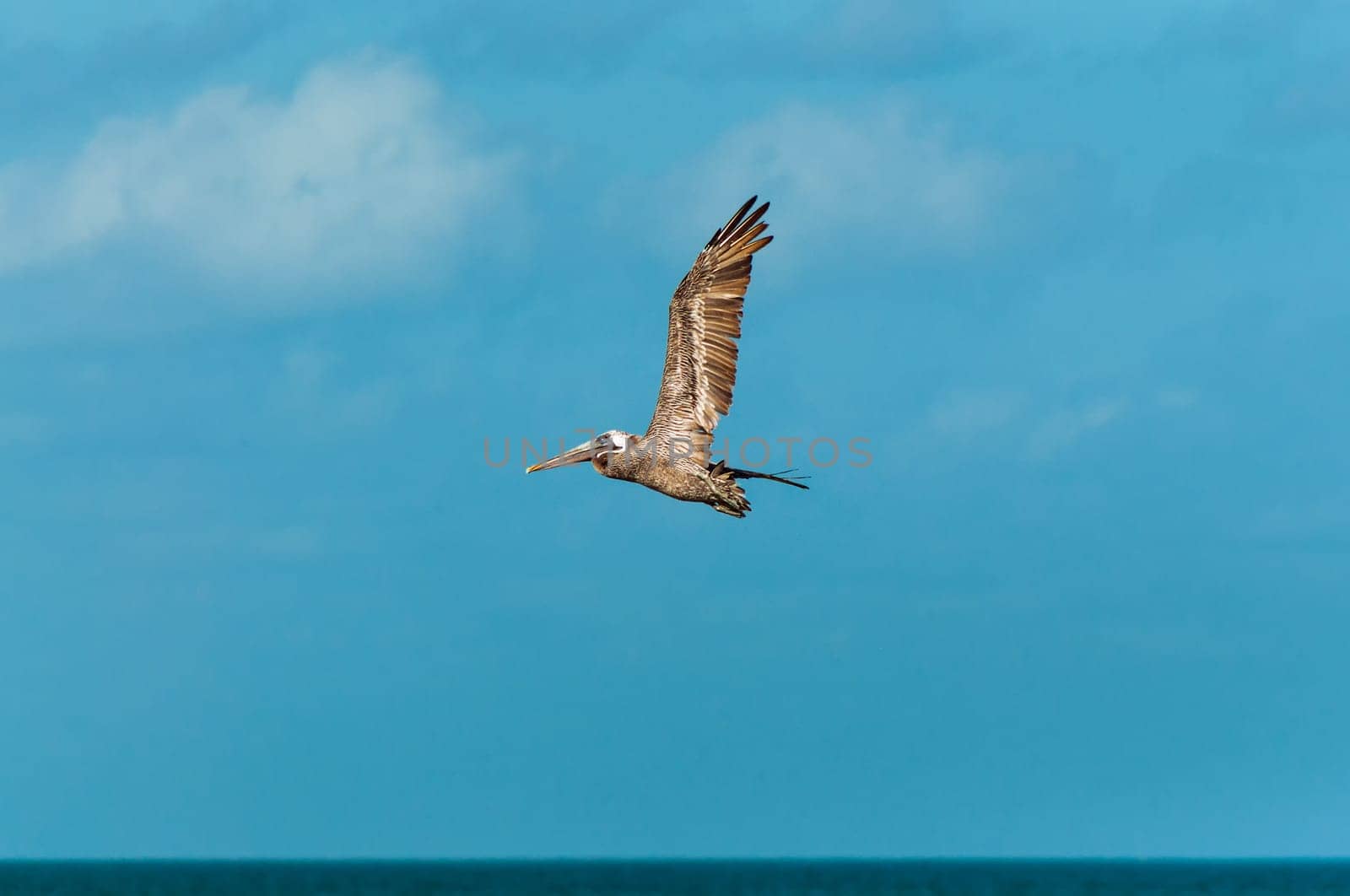 A pelican flying set against a beautiful blue sky