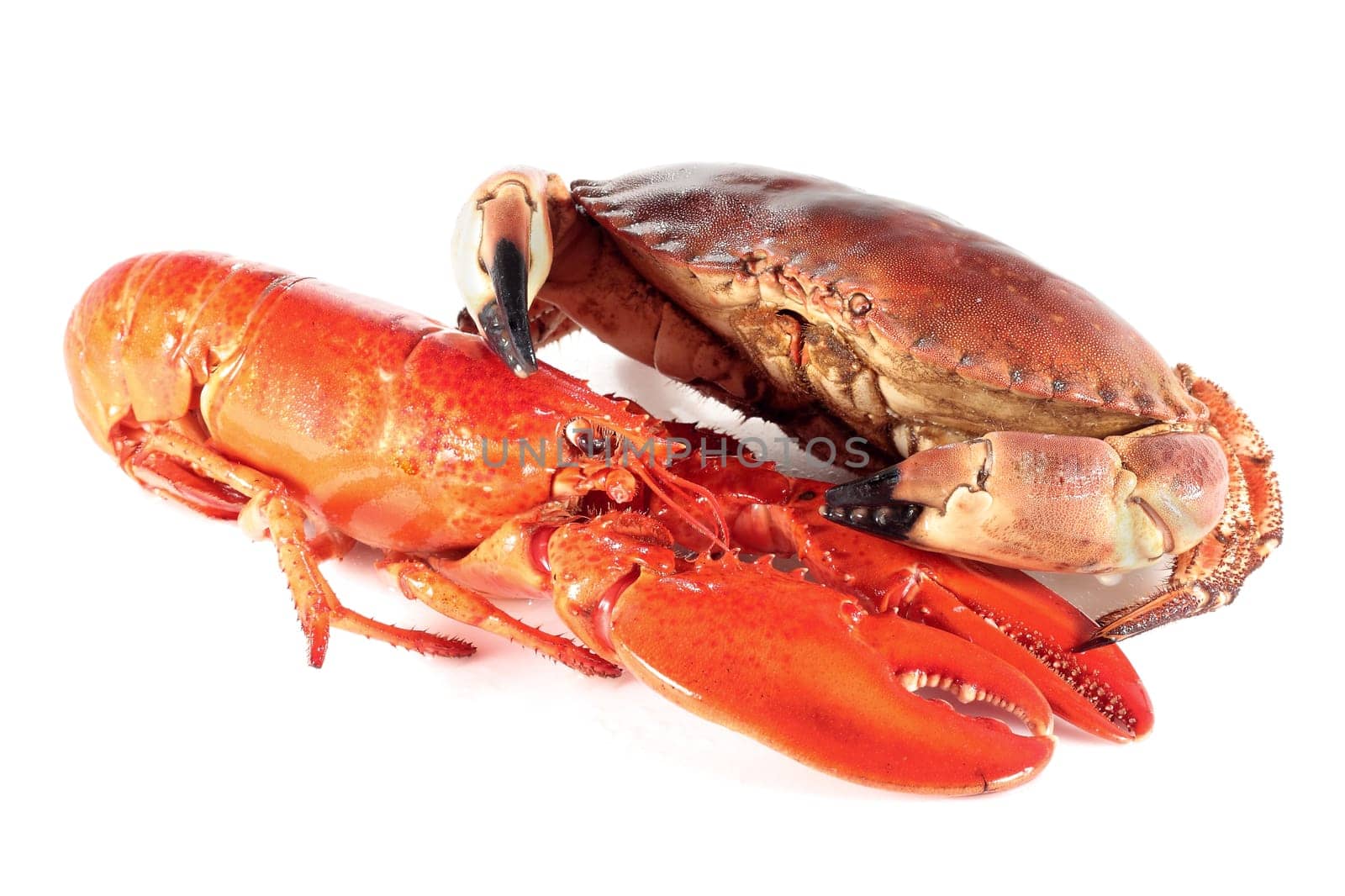 juicy lobster and crab cooked fresh isolated on white