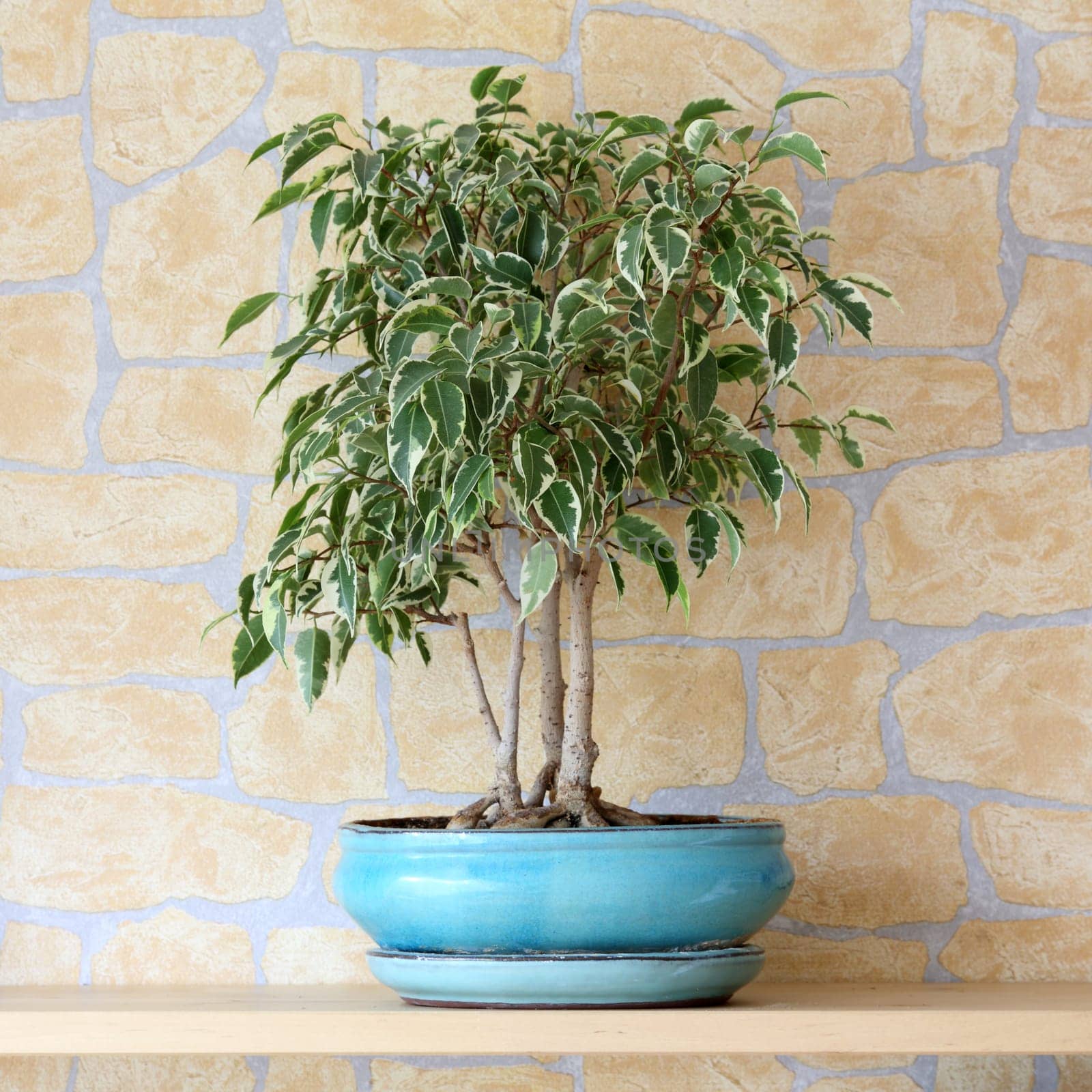 Details of a ficus benjamina or weeping fig in flowerpot