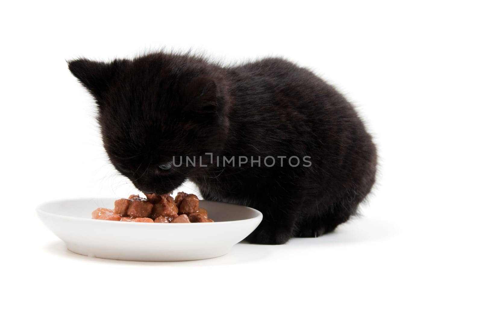 Shot of eating cute black kitten isolated on white