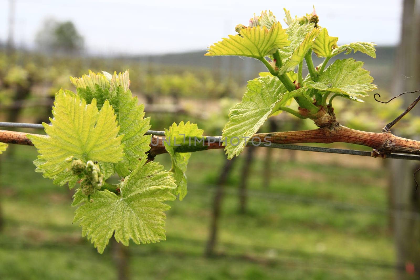 Sprouting of grapevines (Vitis vinifera) in spring,Kaiserstuhl,Baden-Württemberg,Germany