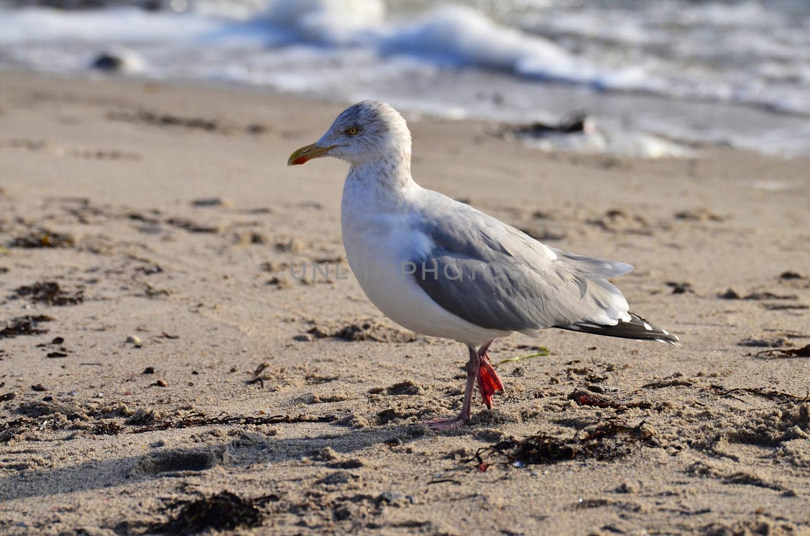 Closeup of a single adult seagull walking across a sandy beach close to the surf in search of something to forage