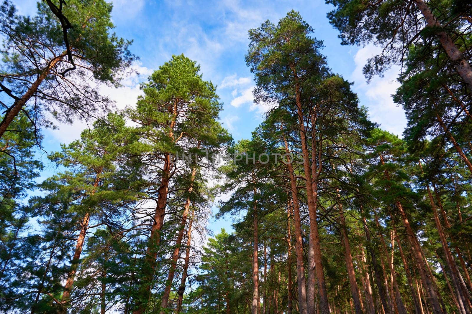 Pine trees against the blue sky in the forest. Nature background