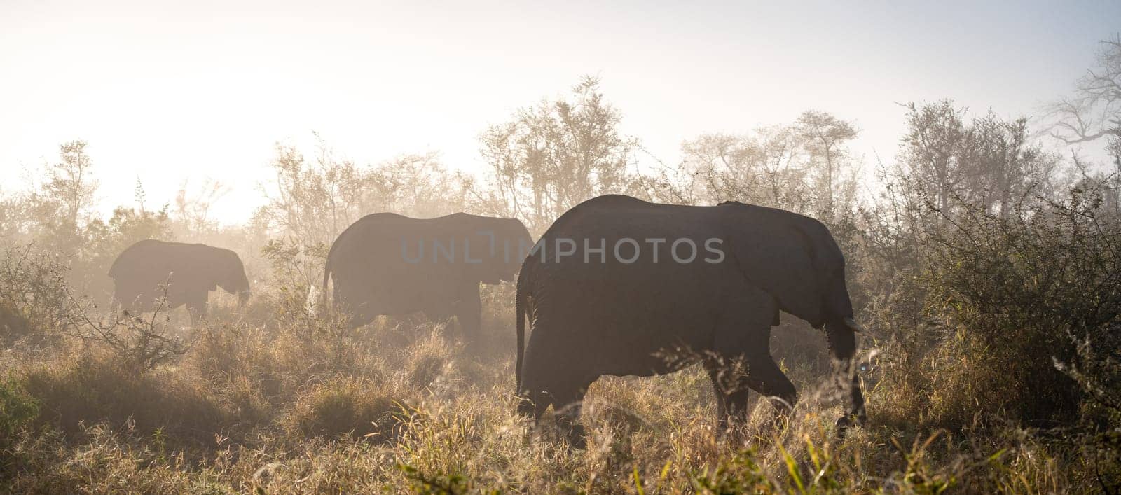 Elephant close ups in Kruger National Park, South Africa. High quality photo