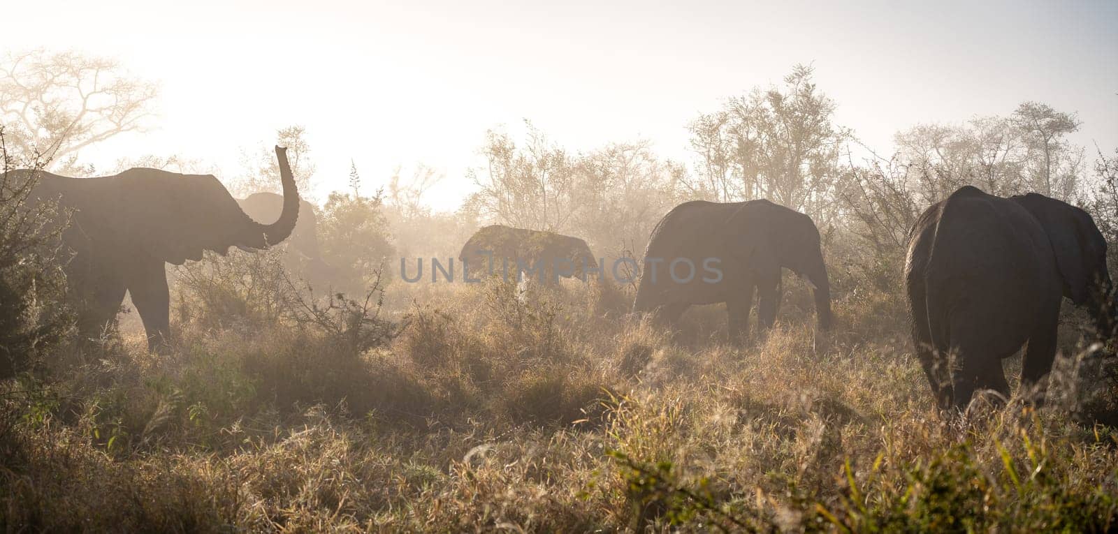 Elephant close ups in Kruger National Park, South Africa. High quality photo