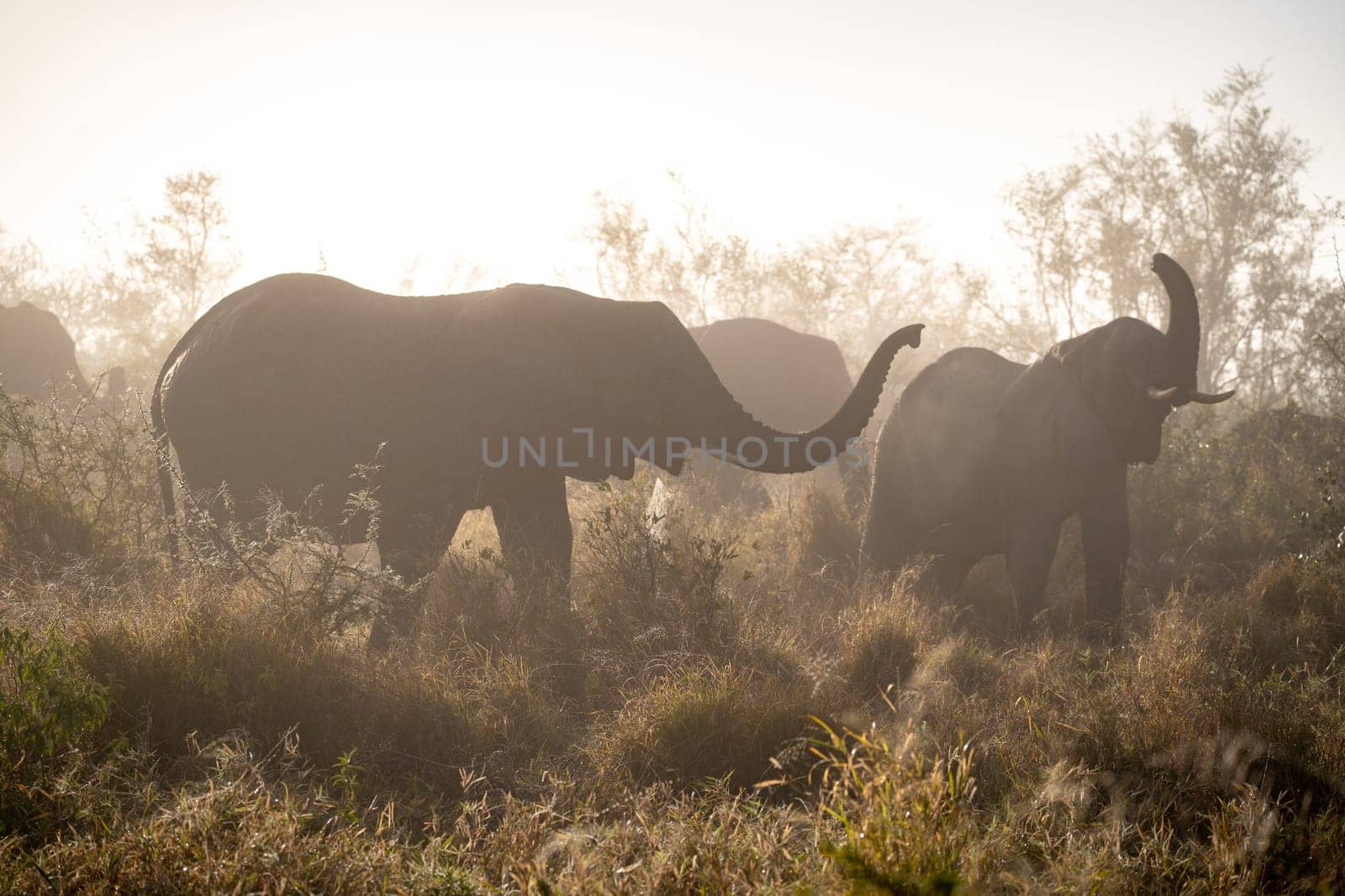 Elephant close ups in Kruger National Park, South Africa. High quality photo