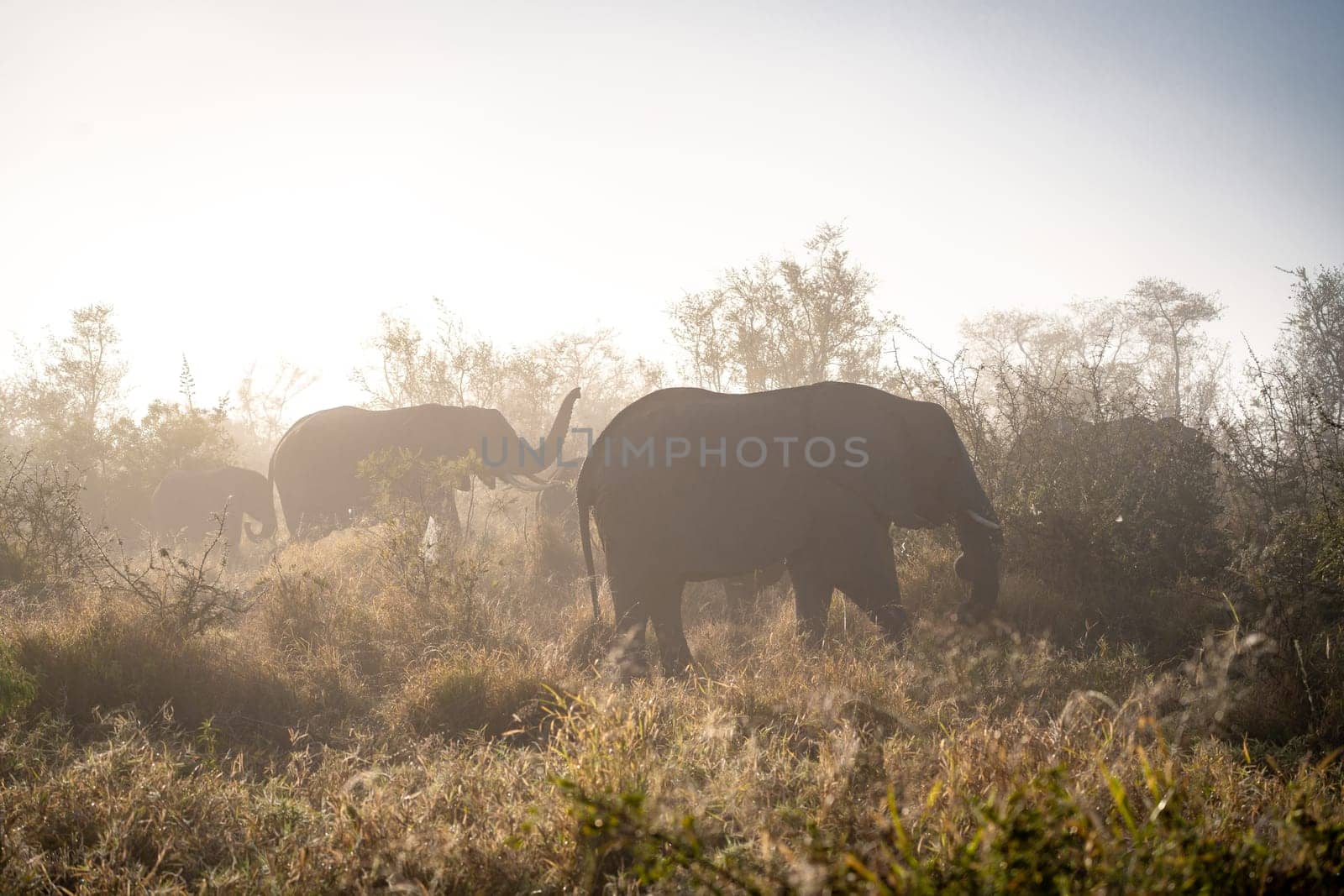 Elephant close ups in Kruger National Park, South Africa. High quality photo