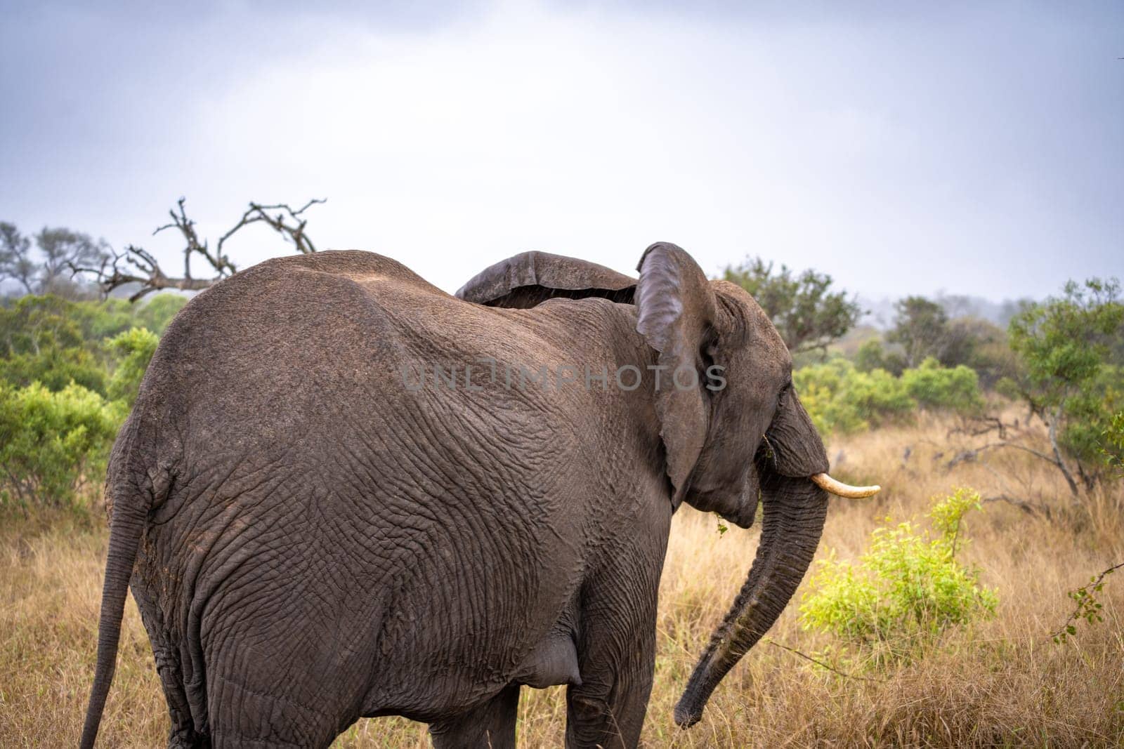 Elephant close ups in Kruger National Park, South Africa. High quality photo