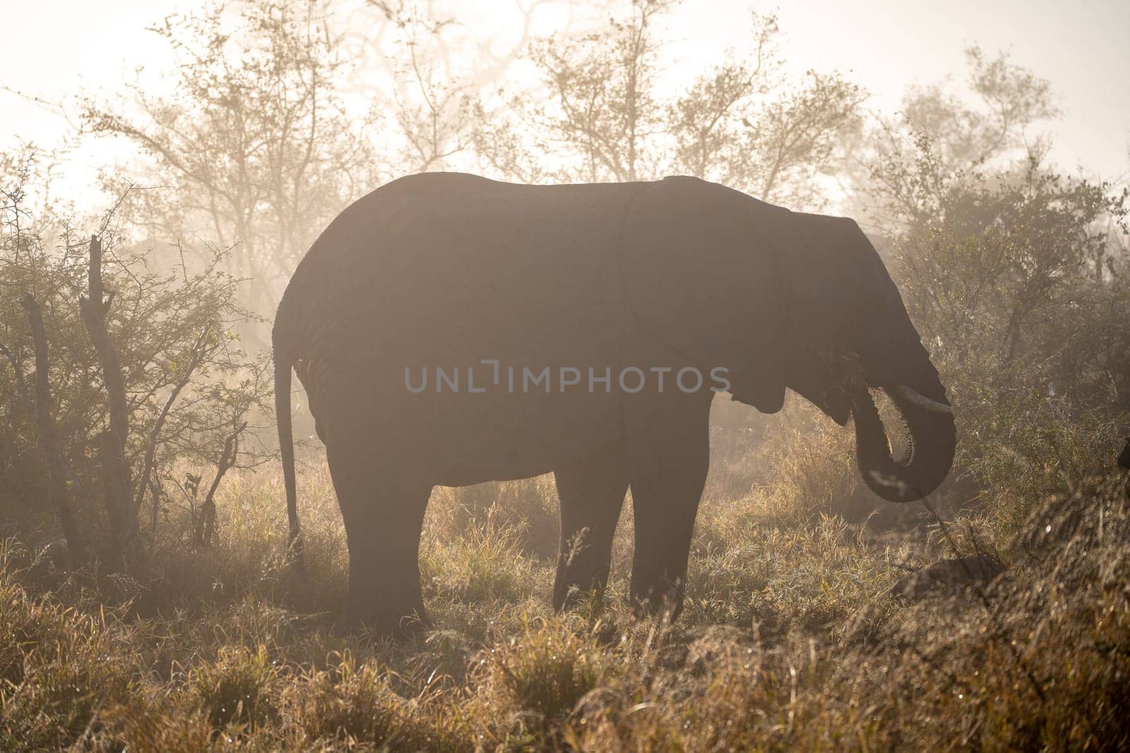 Elephant close ups in Kruger National Park, South Africa. High quality photo