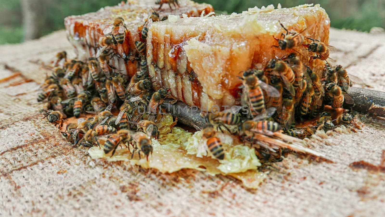 colony bees to produce honey from acacia in Italian Farm by contas