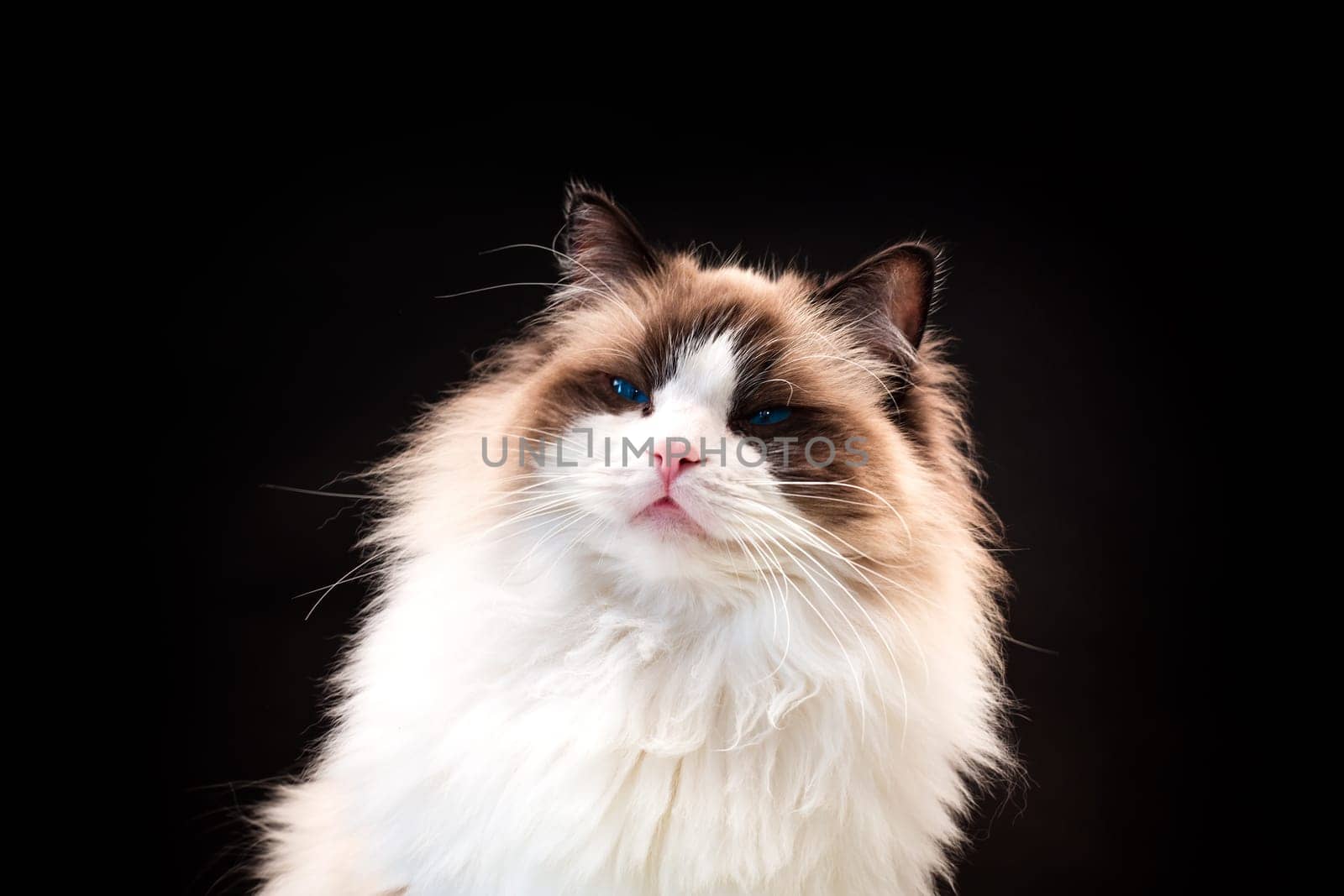 Beautiful young healthy Ragdoll cat isolated on a black background. High quality photo