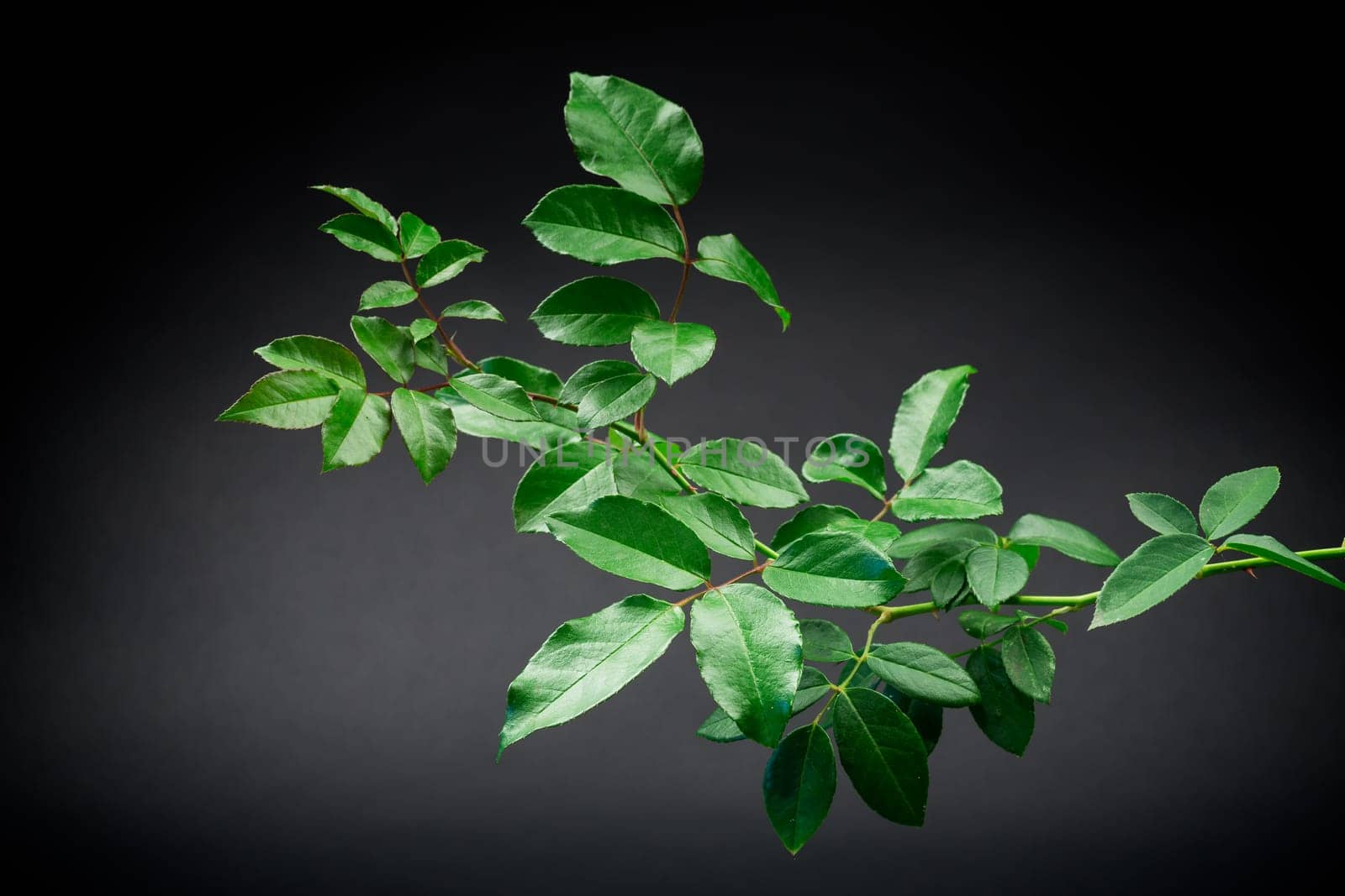 branch with green foliage of a climbing rose isolated on a black background.