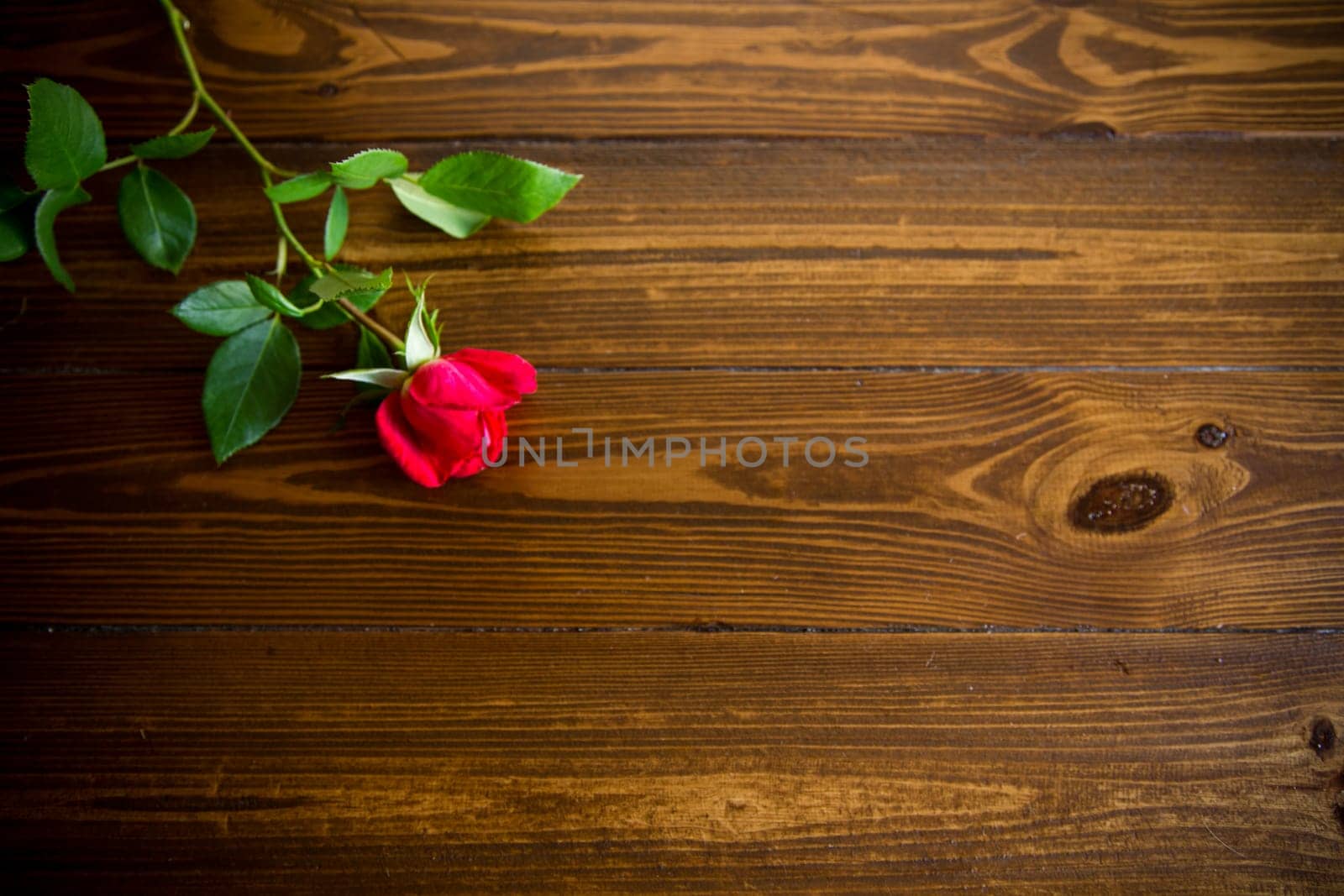 one red beautiful blooming rose on a wooden table by Rawlik