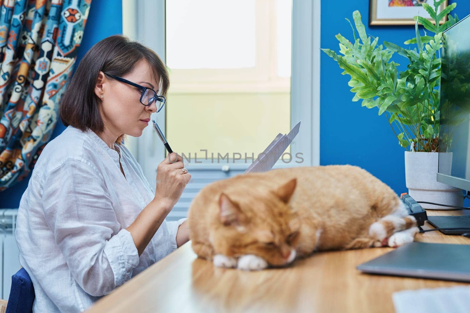 Mature woman working at computer in home office, with pet cat lying sleeping on table. Remote work, freelancing, online business, technology, lifestyle, people animals concept