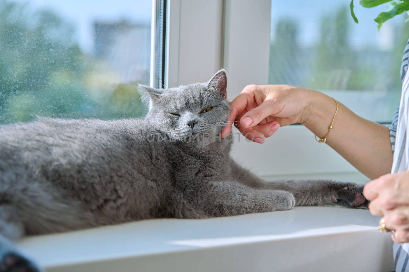 Close-up of relaxed gray cat lying on windowsill, hands of owner woman touching pet, window in sunlight. Relax, comfort, care, animals concept