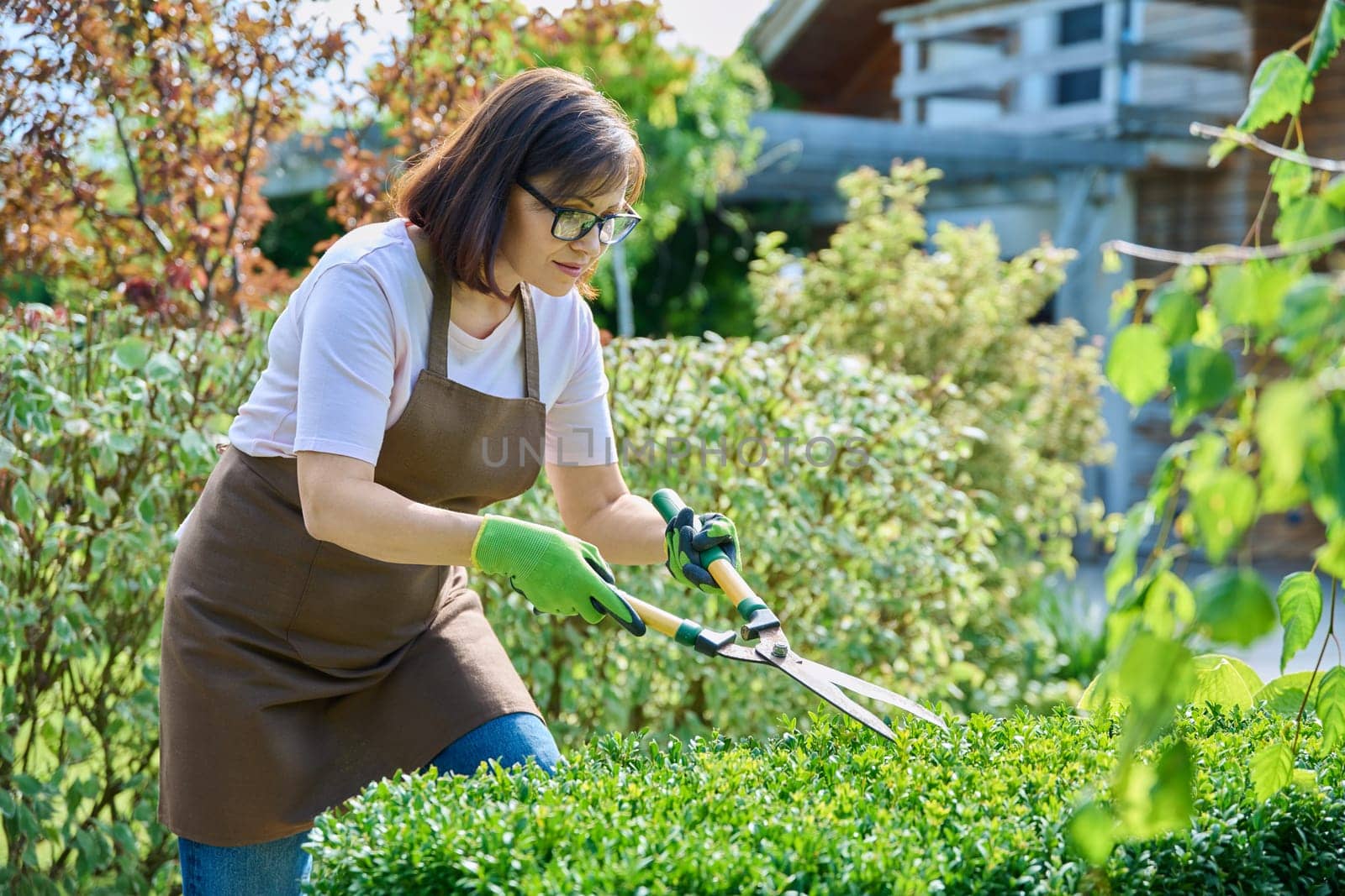 Woman gardener cutting boxwood bush with garden scissors by VH-studio