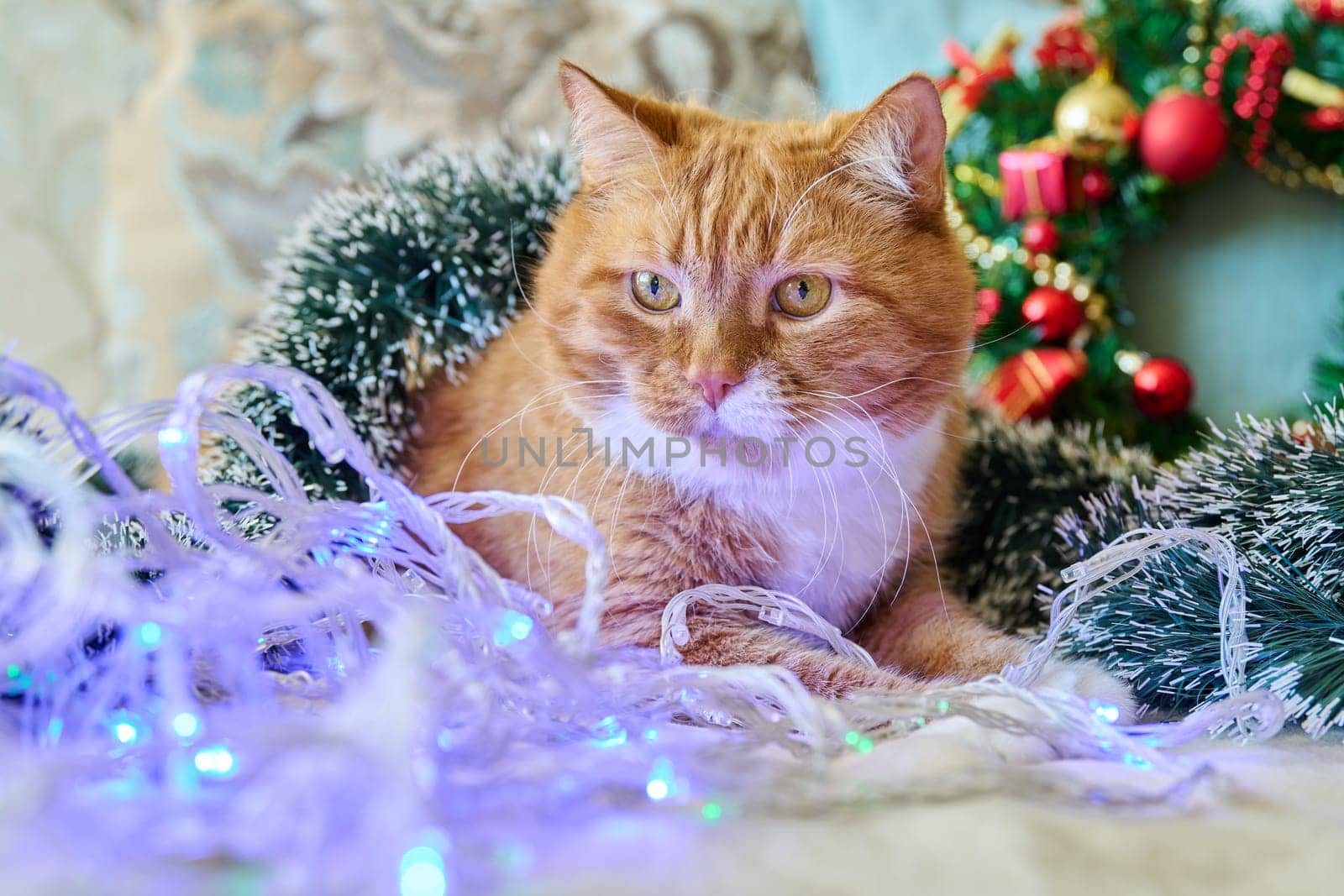 Red funny fat cat at home on sofa with festive Christmas New Year's accessories. Ginger pet cat, Merry Christmas, comfort cozy warmth in winter cold season