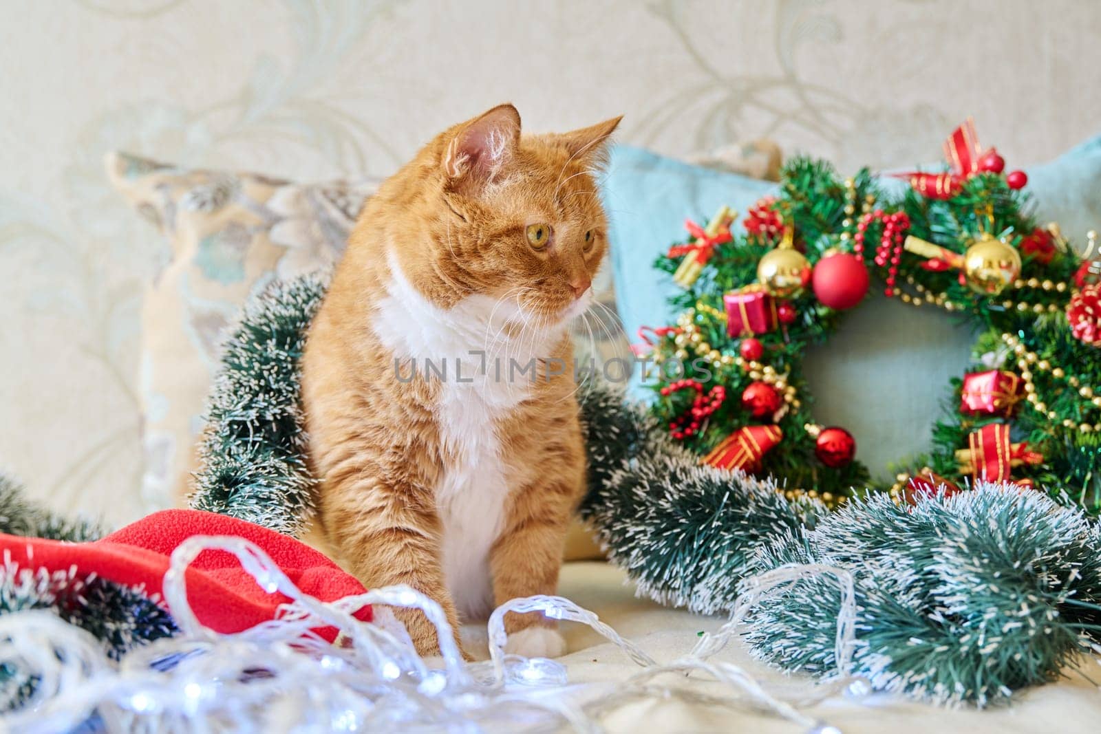 Red funny fat cat at home on sofa with festive Christmas New Year's accessories by VH-studio
