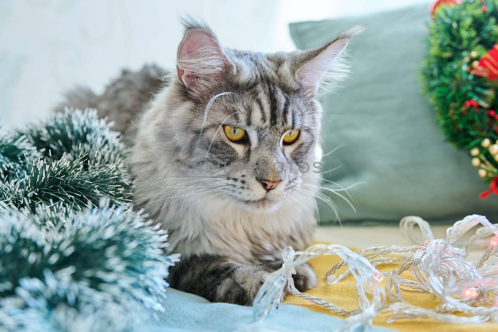 Gray pet cat at home on sofa with festive Christmas New Year's accessories by VH-studio
