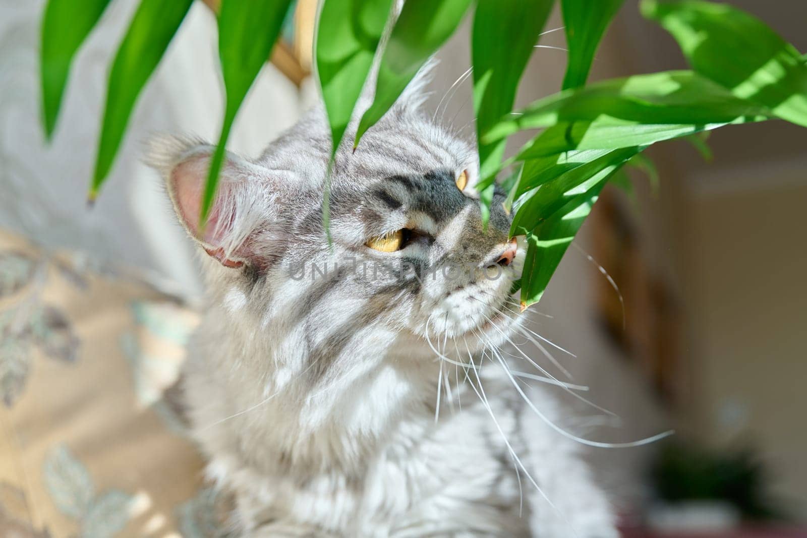 Close-up of a cat sniffing and biting a green houseplant. Pets, house, animals, lifestyle concept
