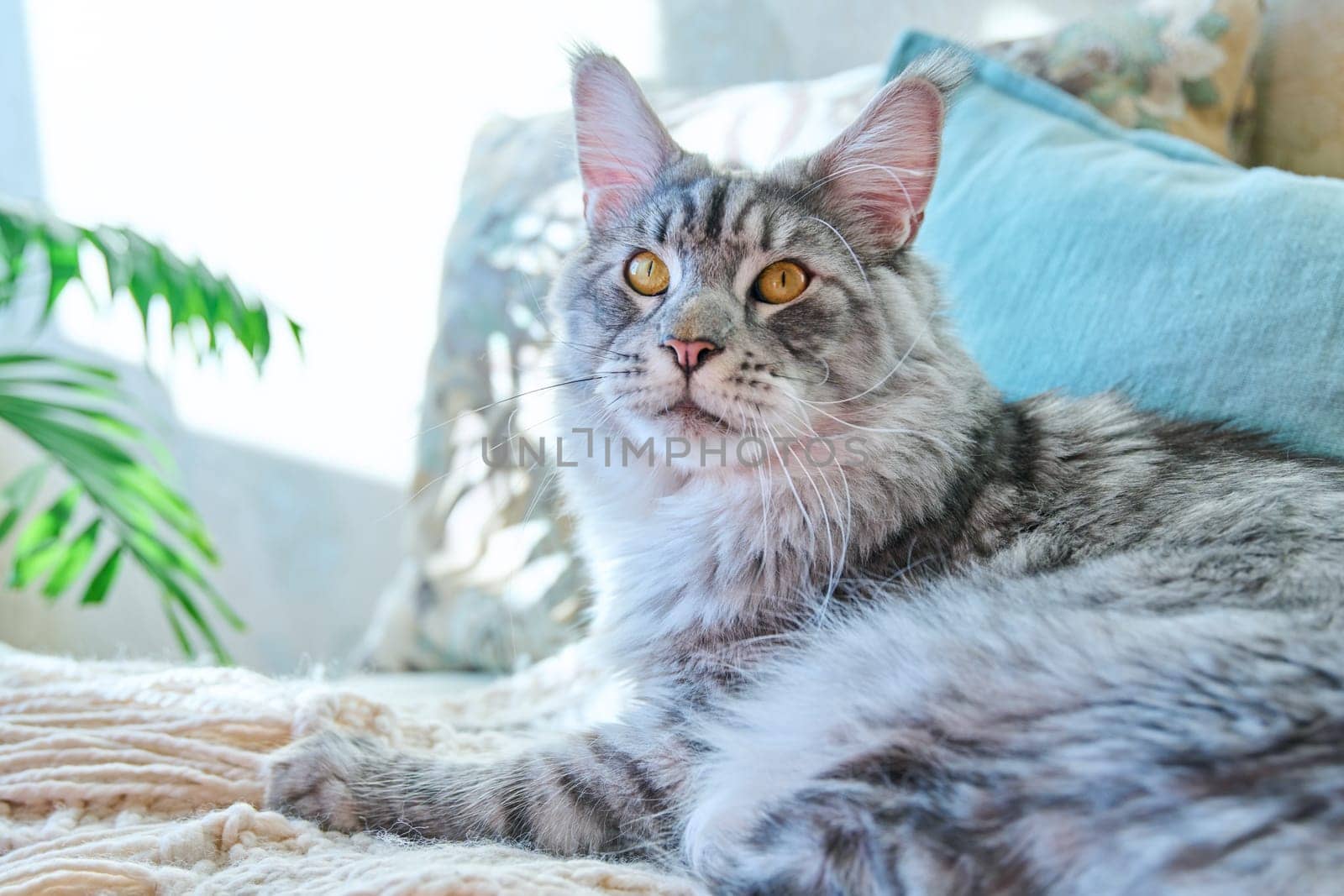 Portrait of beautiful purebred gray cat resting on couch at home by VH-studio