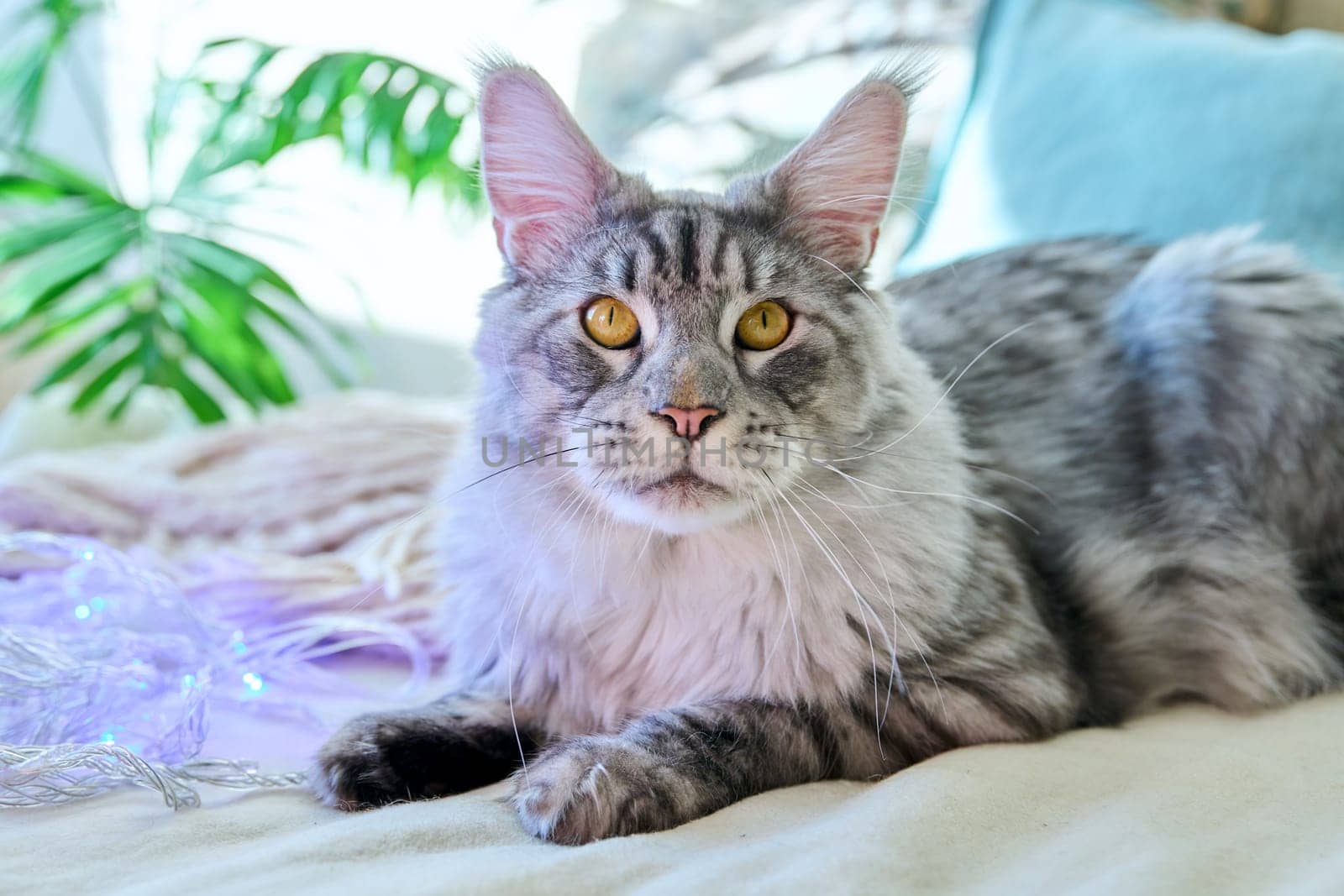 Portrait of beautiful purebred gray cat resting on couch at home by VH-studio