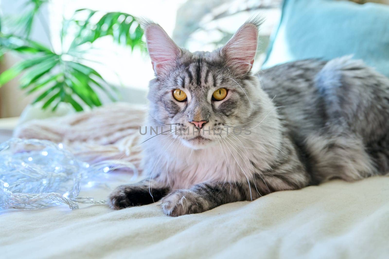 Portrait of beautiful purebred gray cat resting on couch at home by VH-studio