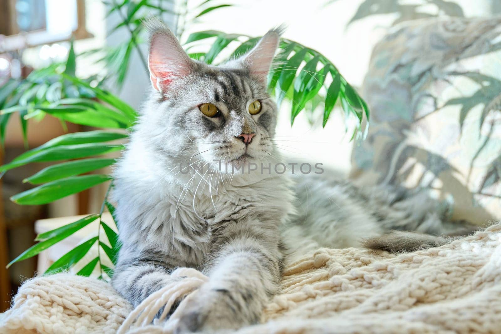 Portrait of beautiful purebred gray cat resting on couch at home by VH-studio