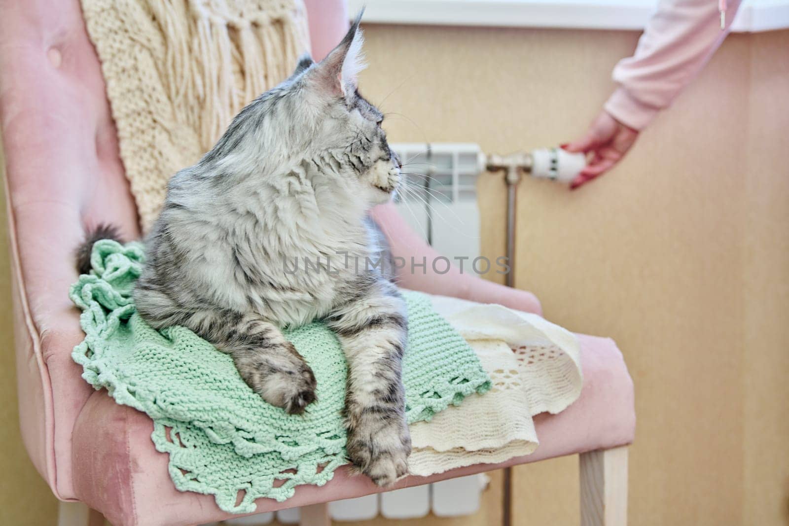 Cat lying on chair near heating radiator, woman regulating temperature by VH-studio