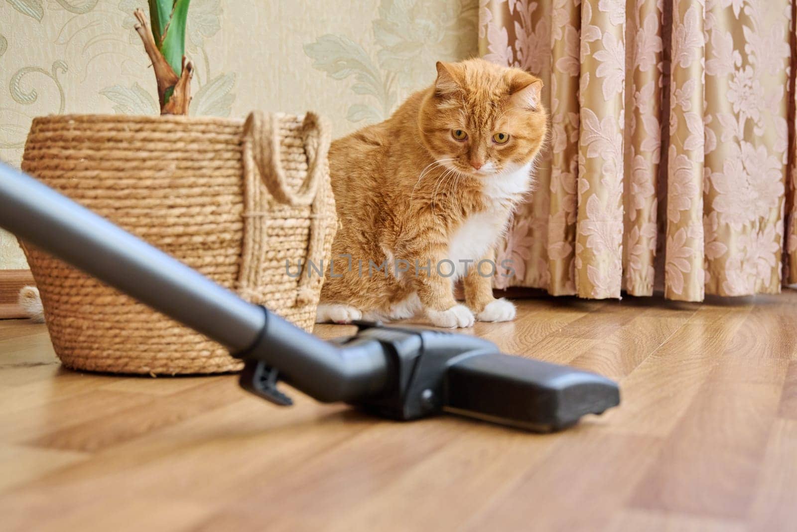 Cleaning house with vacuum cleaner, vacuum cleaner brush with pet cat by VH-studio